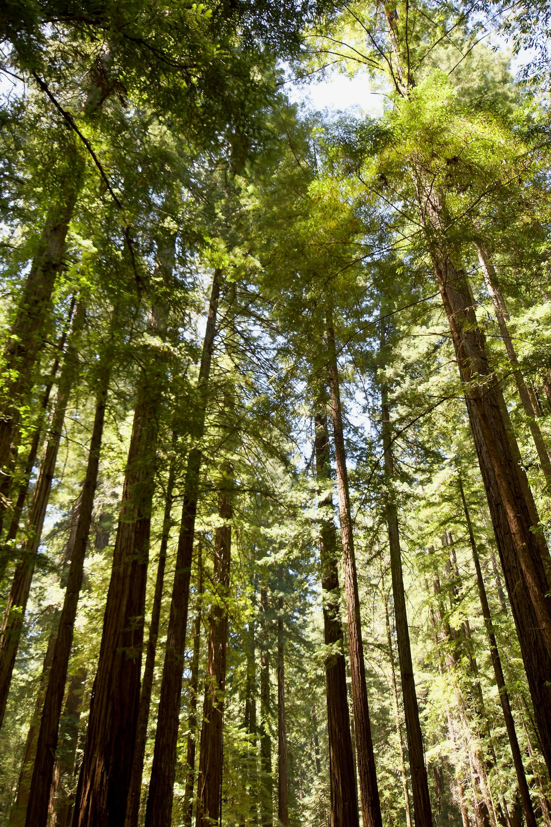 Tall redwoods near Mill Valley and Muir Woods in Marin County