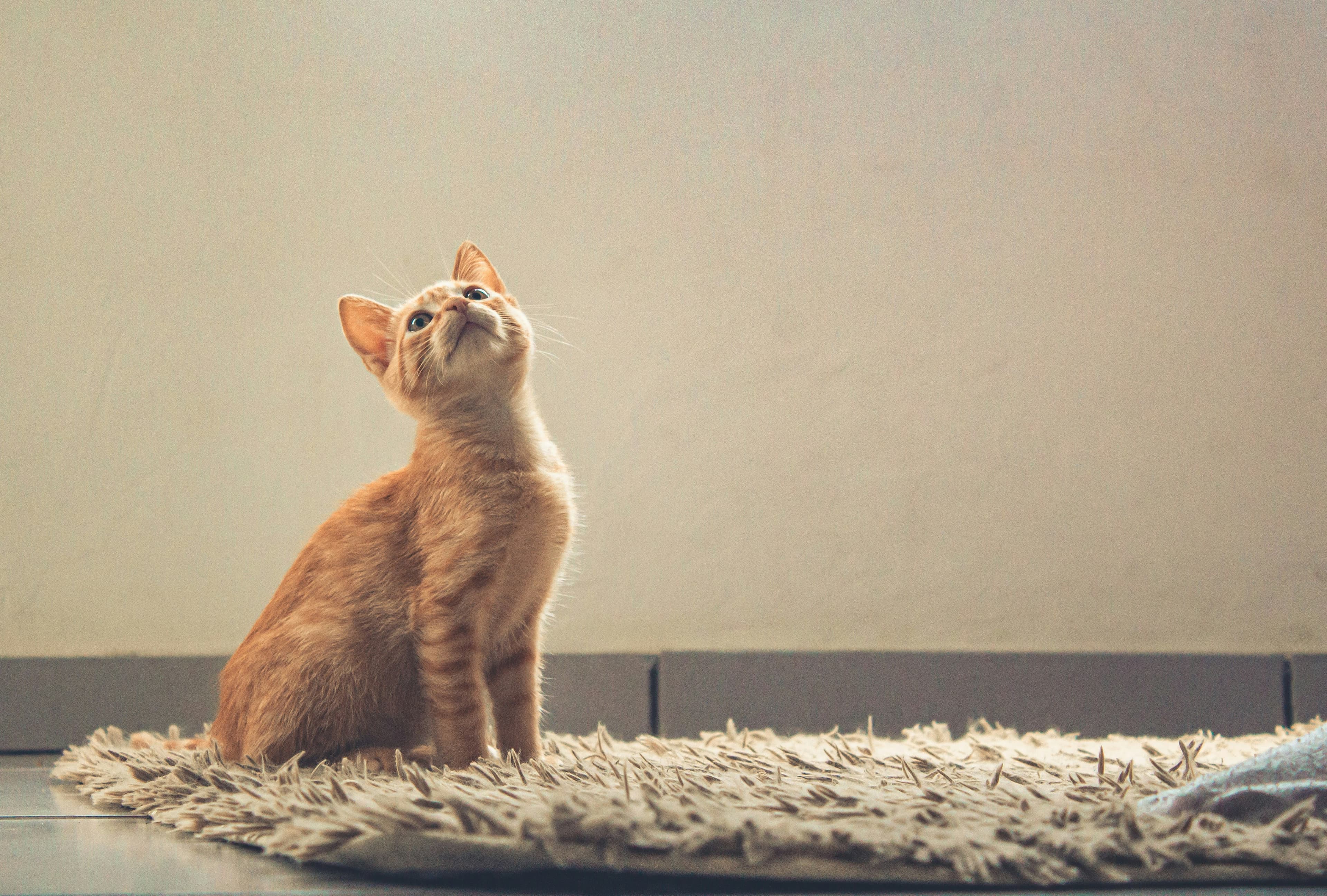 Pet-friendly home with soft furnishings suited to professional cleaning after pets